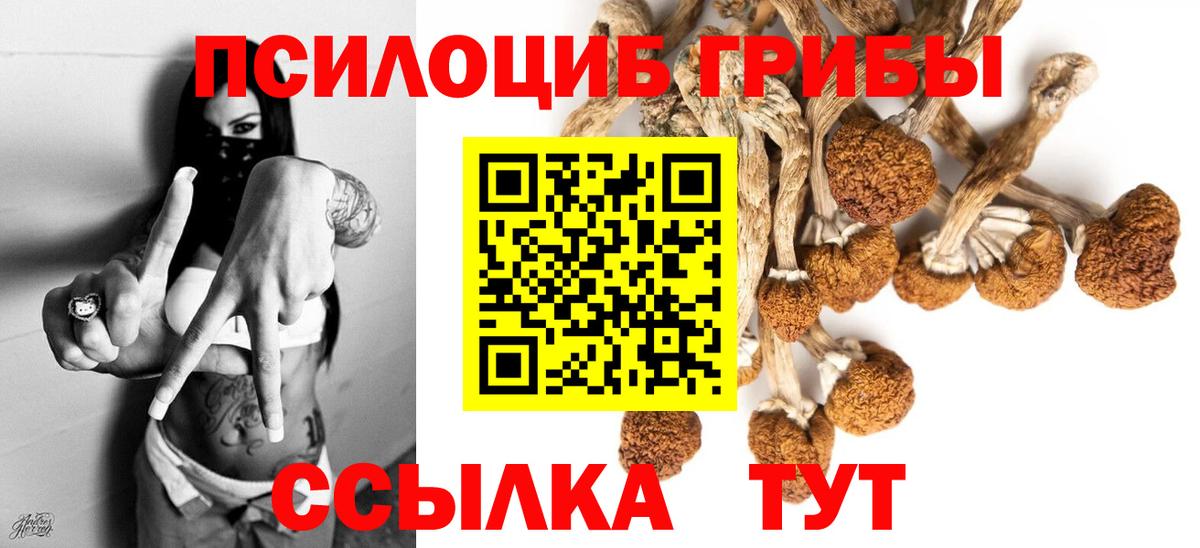 Галлюциногенные грибы Psilocybe Салехард